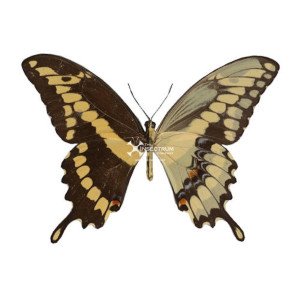 Giant Swallowtail Butterfly